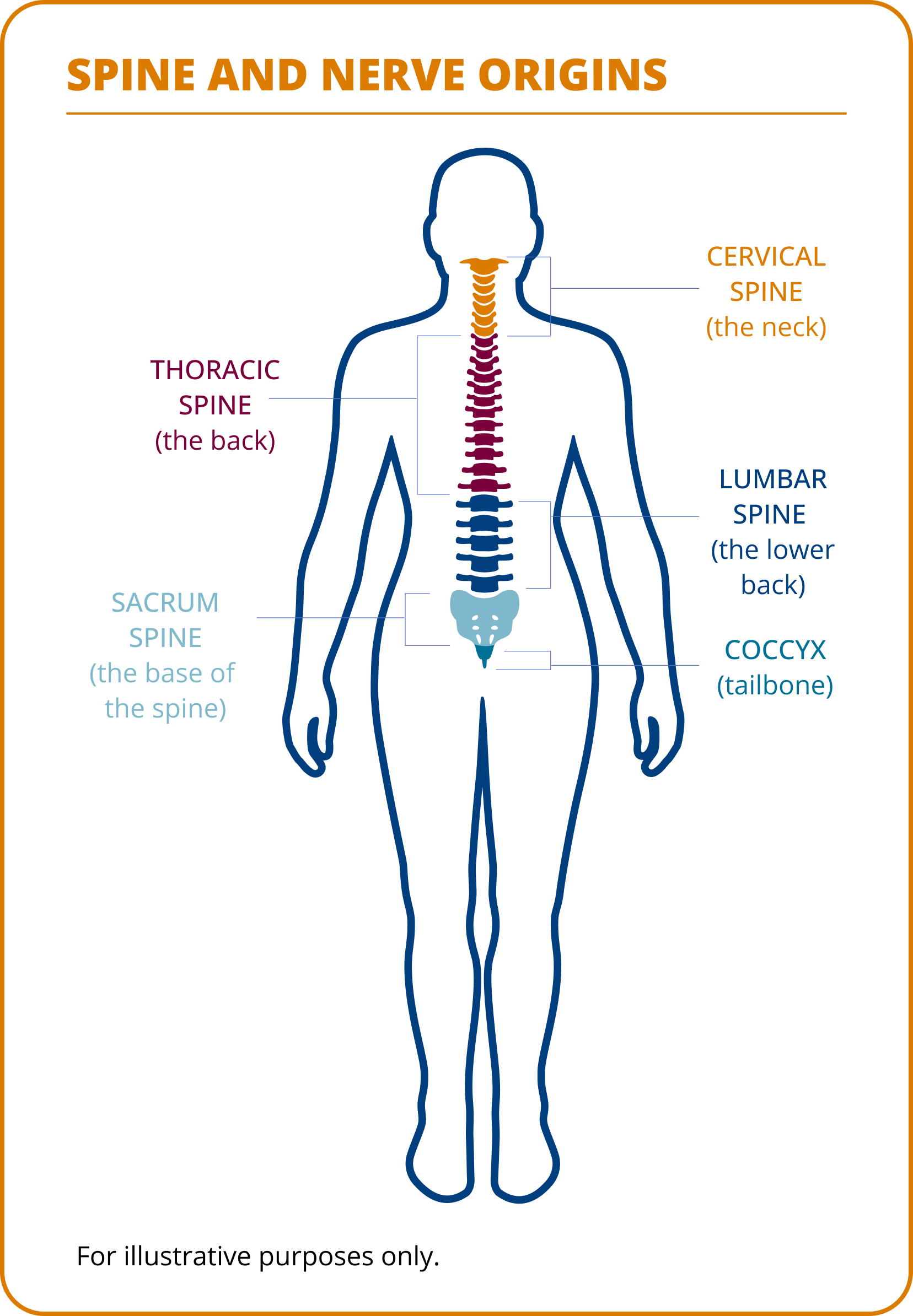 Diagram showing sections of the spine: cervical, thoracic, lumbar, sacral, and coccyx